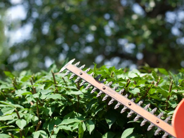 HEDGE CUTTING